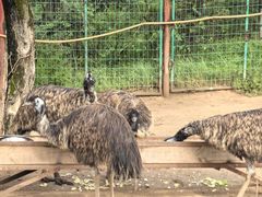 -青藏高原野生动物园