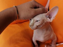 -飞行喵MR PILOT|猫舍·猫咖(静安大融城店)