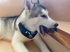 -Husky Go! 哈士奇体验馆·宠物咖啡厅狗咖