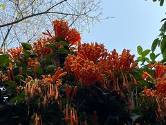 -火炉山森林公园