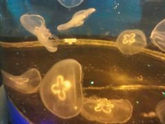 -石家庄海洋公园