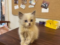 -楼上猫咖(罗湖店)