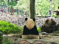 -都江堰中华大熊猫苑