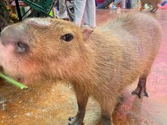 -正佳雨林生态植物园