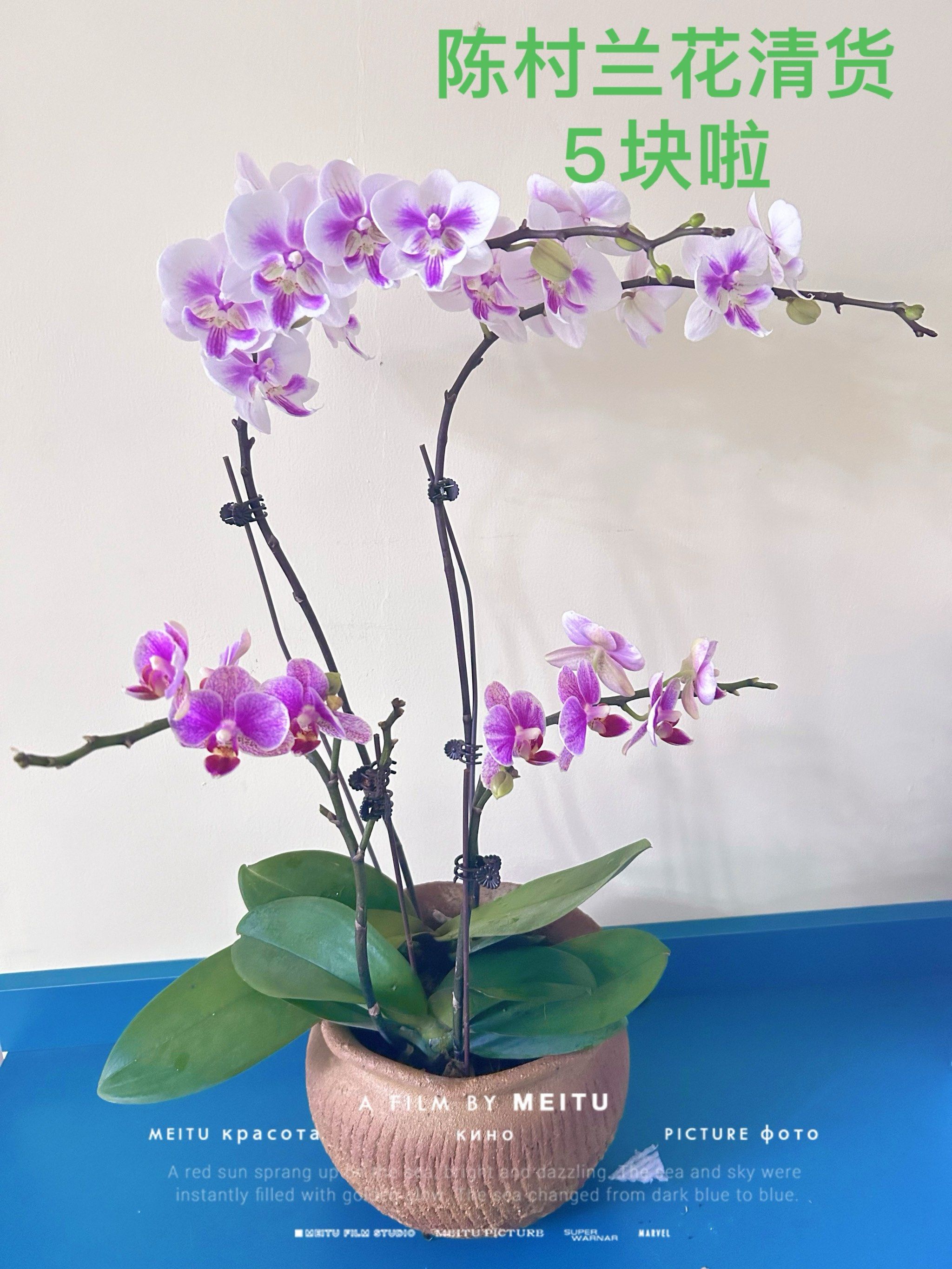陈村兰花5块钱的快乐谁懂