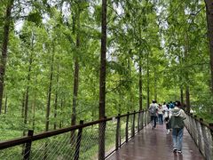 -黄海国家森林公园