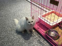 -绒爪撸猫下午茶·猫咖