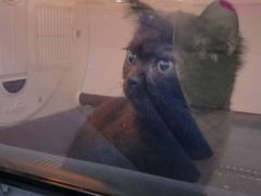-暖阳宠物医院·犬猫康复中心·骨科