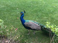 -J Create城市露营咖啡·简餐·宠物(上海动物园店)