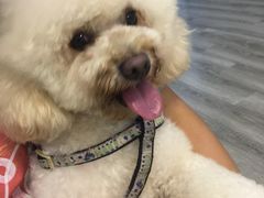 -翊宠yipet猫狗购宠庄园犬舍•猫舍