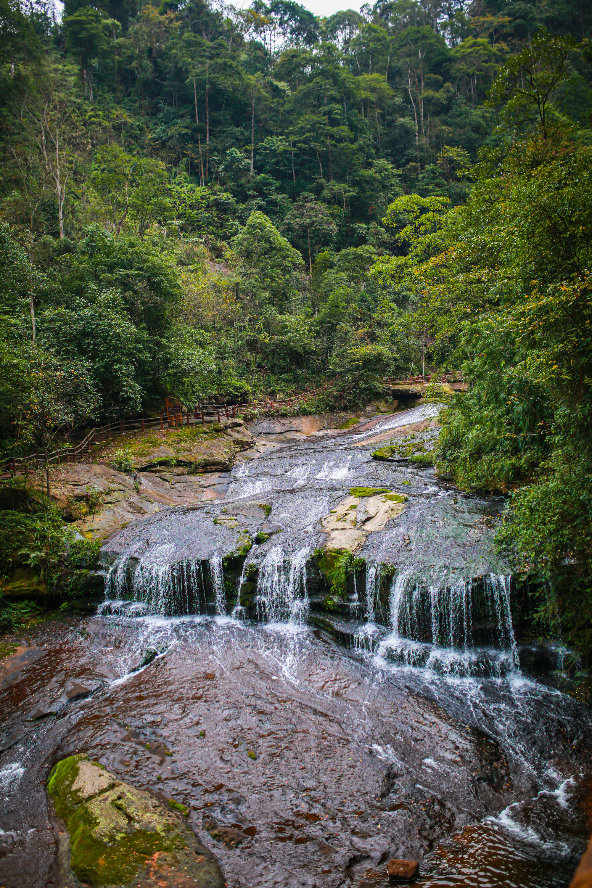 【黄荆老林】是四川泸州的一片原始老林,位