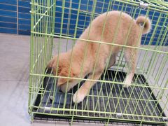 -伟伟宠物医院·CT影像中心·瑞派犬猫综合性门诊(汉口总院)