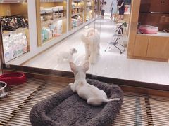 -悠尼宠物·独立低压伊珊娜洗护·美容·寄养(兰谷路店)