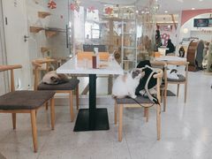 -喵园·猫主题咖啡厅·撸猫·猫咖(国贸店)