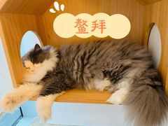 -Catmate·猫肥家润(金润铂宫店)