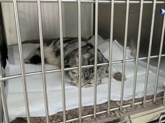 -美联众合动物医院·24h京西诊疗中心