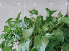 -九龙大酒店·金牌楚菜(武泰闸店)