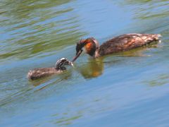 -野鸭湖国家湿地公园