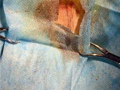 -瑞鹏宠物医院·普外科·影像科·皮肤科(城市山谷分院)