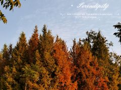 -白鹭湾湿地公园