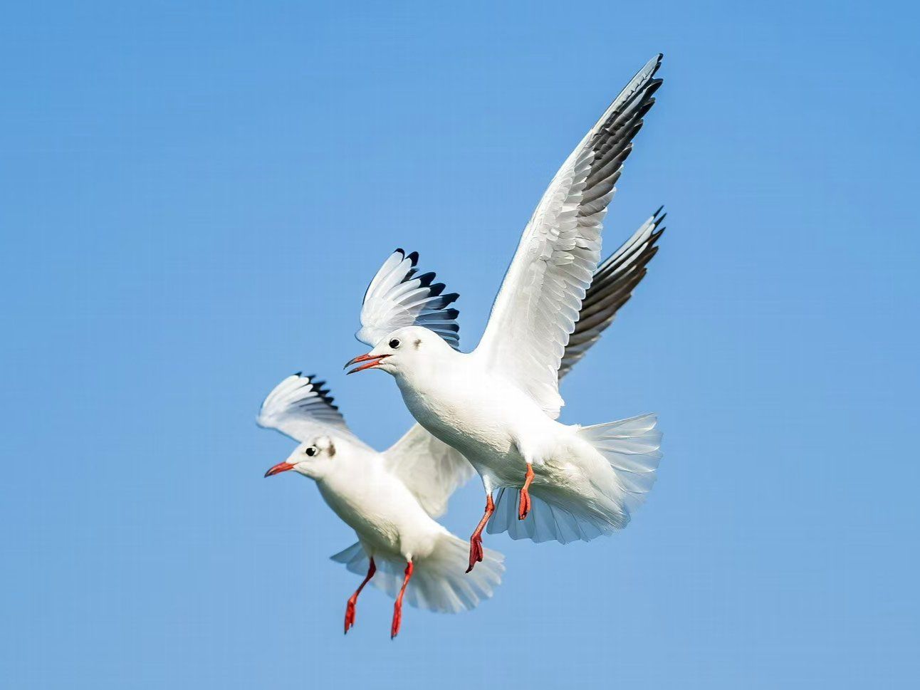 n
#开年新热抢鲜看#观鸟年度美图#冬季观鸟指南#动物创作小秘籍