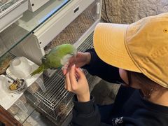-吉丁鸟咖·异宠·寄养