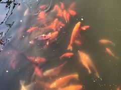 -西湖外事游船(花港观鱼码头)