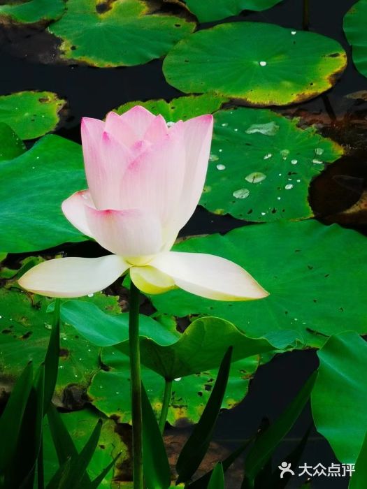 莲花池公园图片
