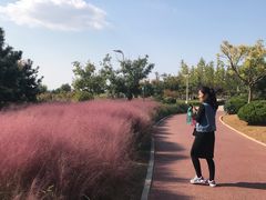 -羊亭河湿地公园