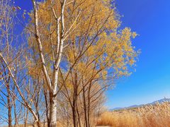 -野鸭湖国家湿地公园