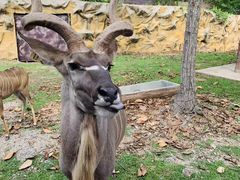 -清迈夜间动物园