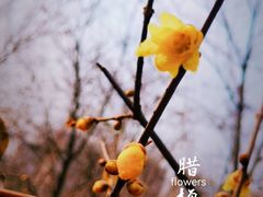 -石家庄市植物园