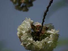 -高东镇樱花园
