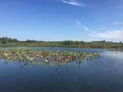 -溱湖国家湿地公园