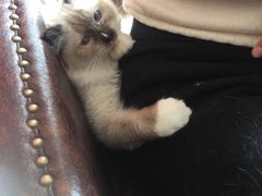 -猫咪咖啡店(新城大街店)