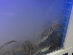 -蟹状元大闸蟹·年货·粽子(成都成华店)