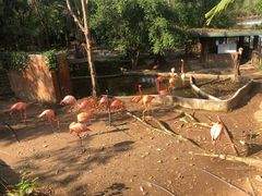 -清迈夜间动物园