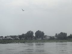 -白洋淀景区