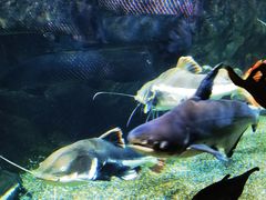 -太平洋海底世界