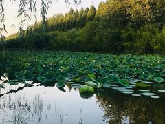 -黄海国家森林公园