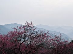 -新建村梅花