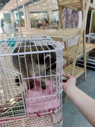 -Moni星球萌宠·小马宝莉·灵蛇·高端高阶全萌宠互动体验俱乐部(红豆国际广场店)