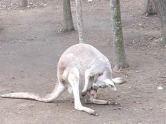 -可伦宾野生动物保护区