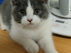 -lincat·猫舍(广州店)