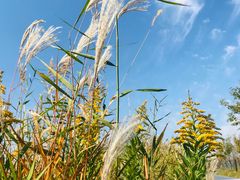 -春花秋色城市公园