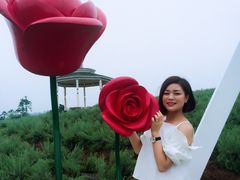 -大塘金香草谷