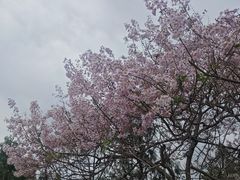 -黄帝陵