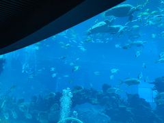 -海棠湾洲际-涛·海底餐厅·美人鱼·自助餐·海底隧道