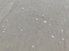 -奉贤海滩