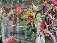 -北京植物园-展览温室